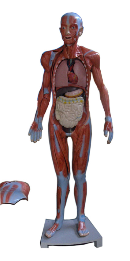 人體全身肌肉附內臟模型（29部件170CM）