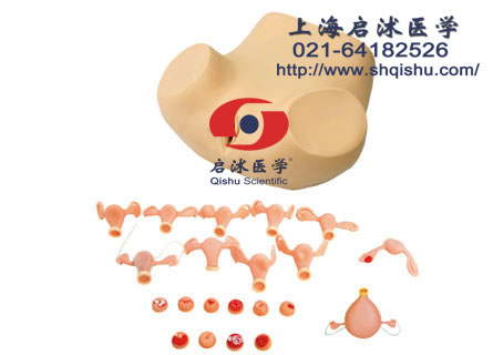 高級婦科檢查訓練模型