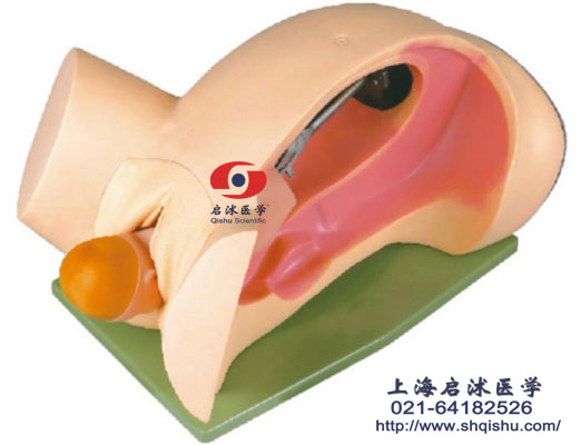 分娩機轉(zhuǎn)示教模型
