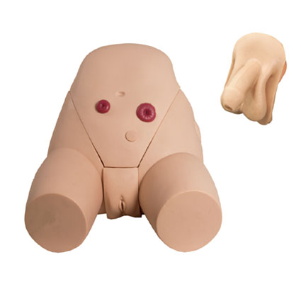 男、女導(dǎo)尿模型